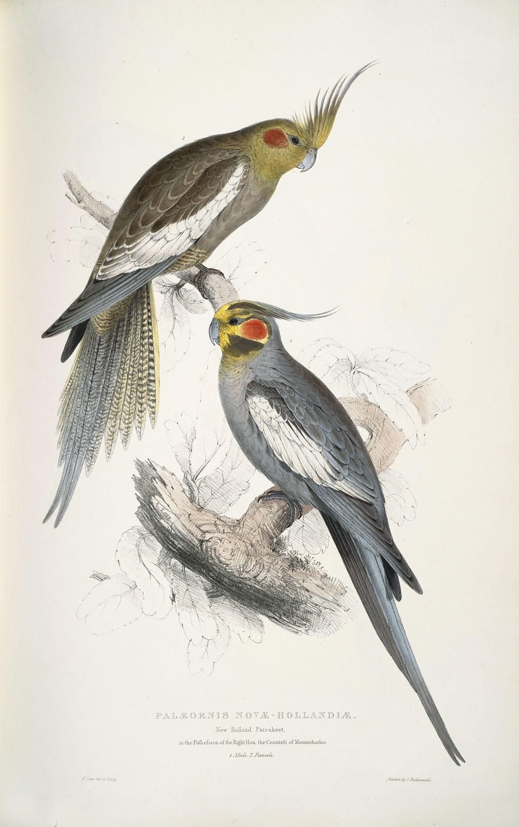 Image result for Illustrations of the Family of Psittacidae, or Parrots